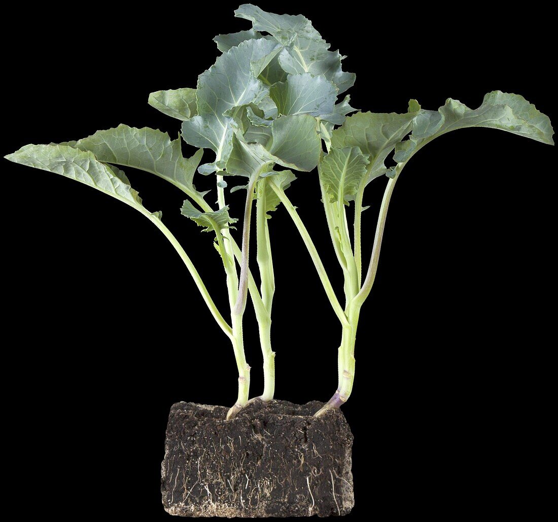 Brassica oleracea var. italica