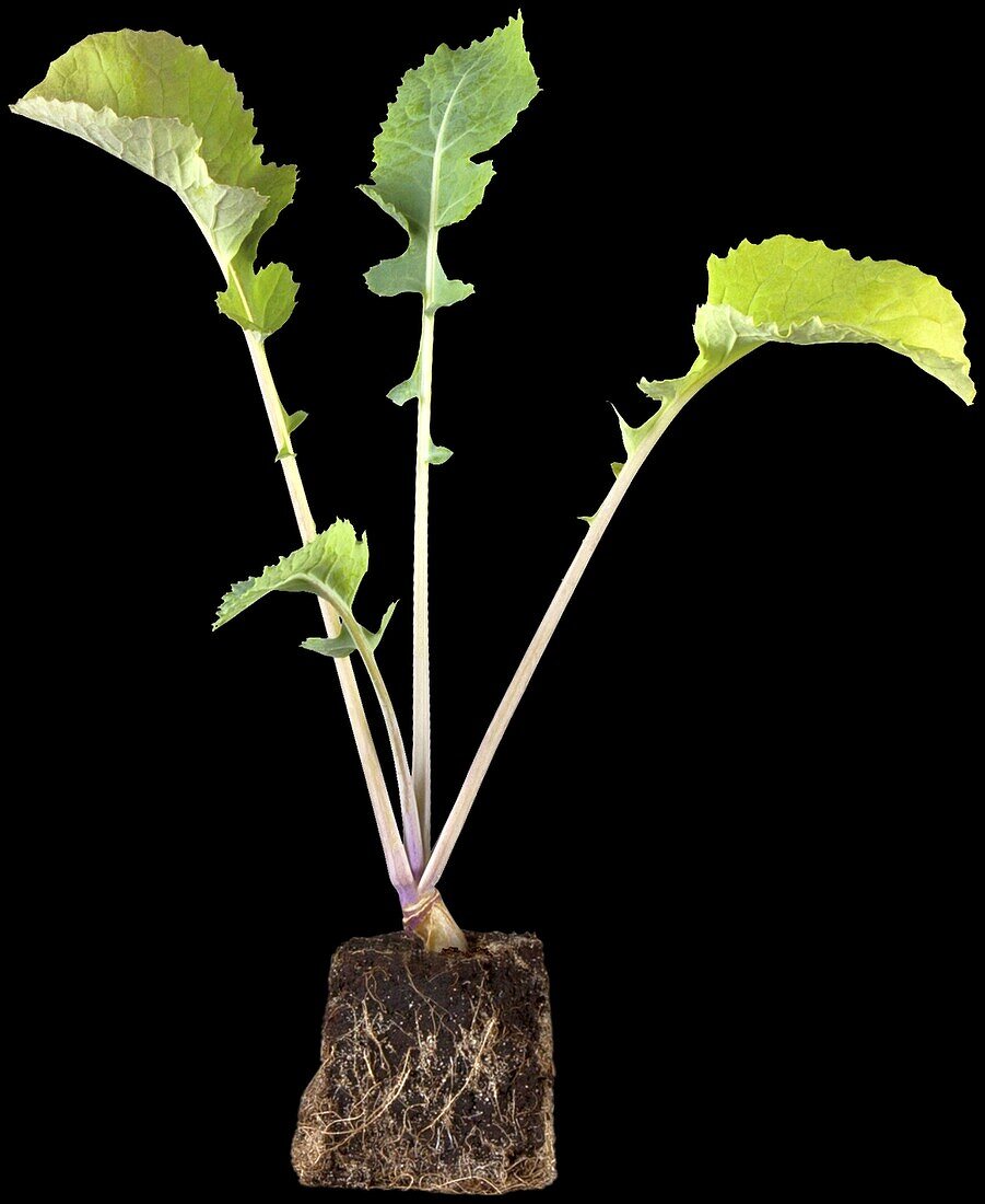 Brassica napus subsp. rapifera