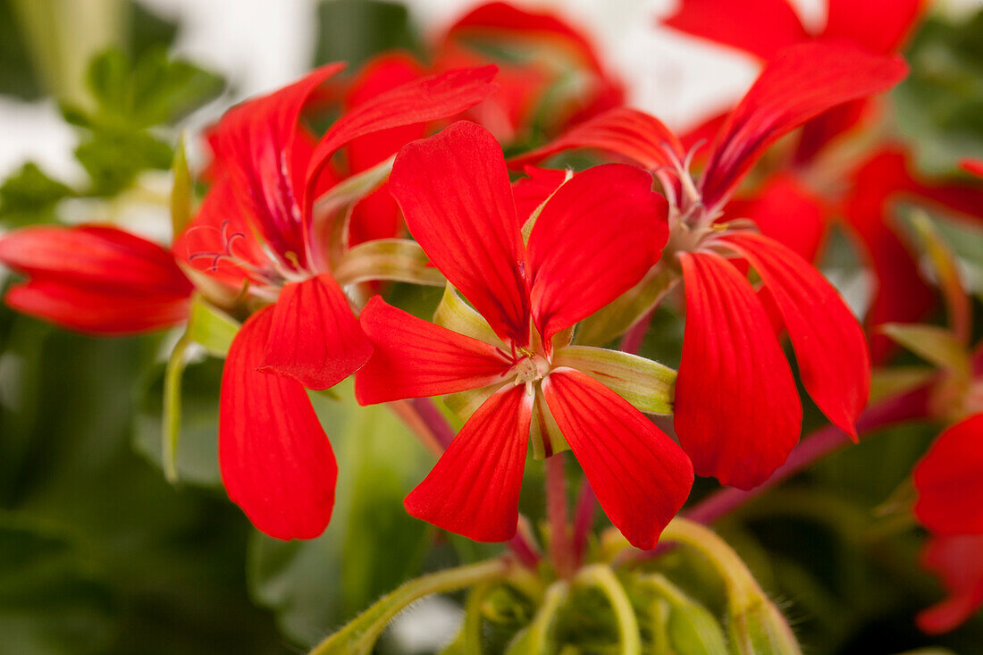 Pelargonium peltatum