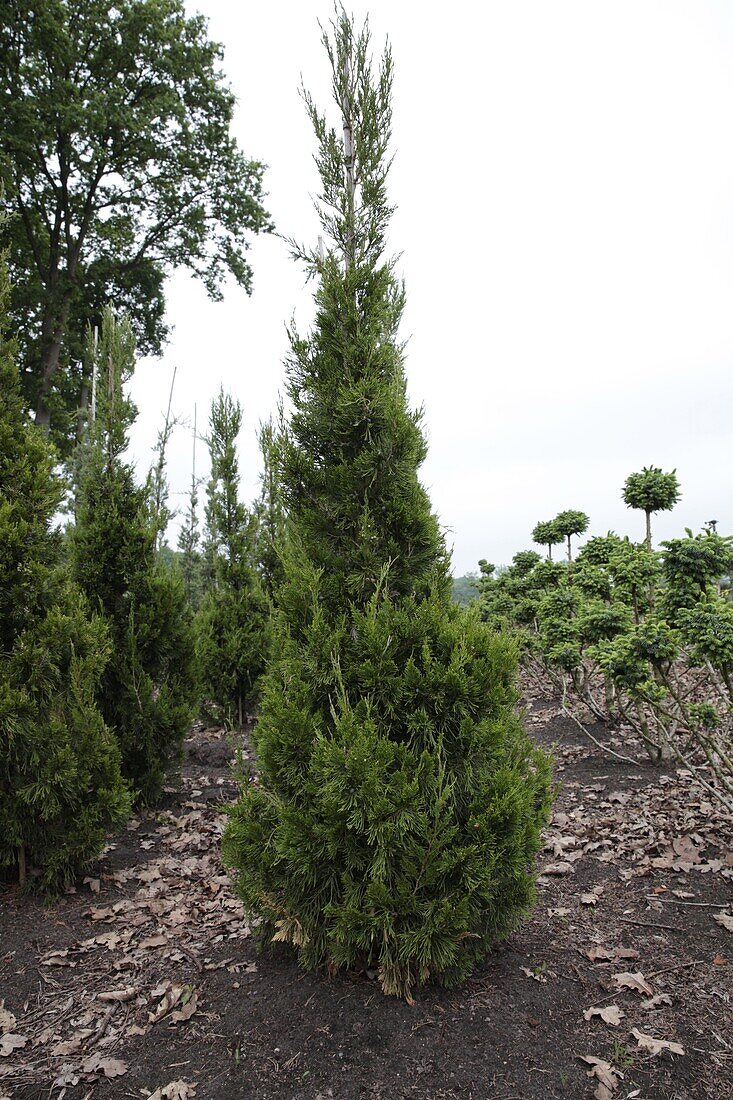 Chamaecyparis pisifera