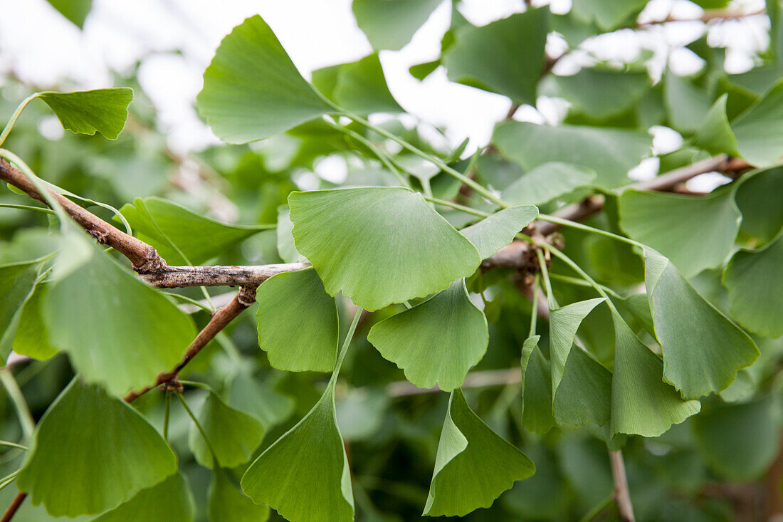 Ginkgo biloba 'Pendula'.