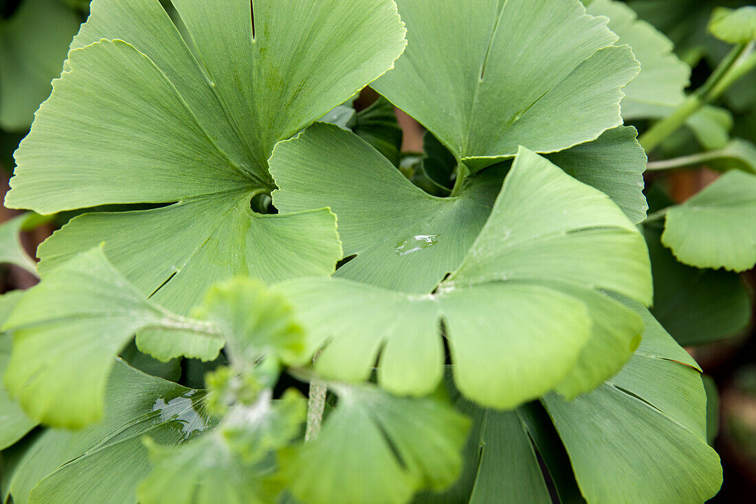 Ginkgo biloba 'Mariken'.