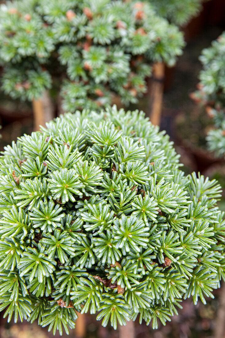 Abies koreana 'Blue Eskimo', stem