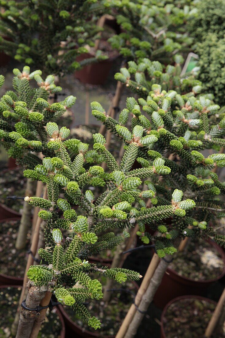 Abies koreana 'Oberon', trunk species