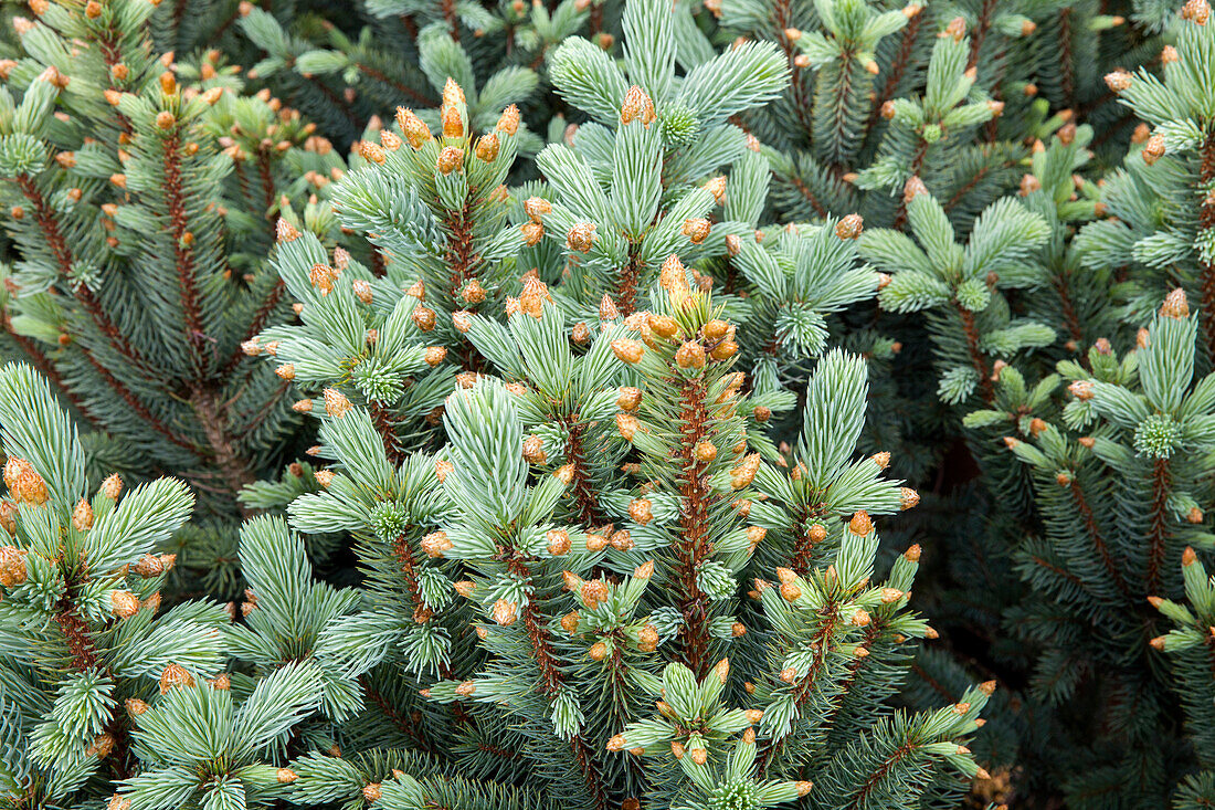 Picea pungens 'Iseli Fastigiata'.