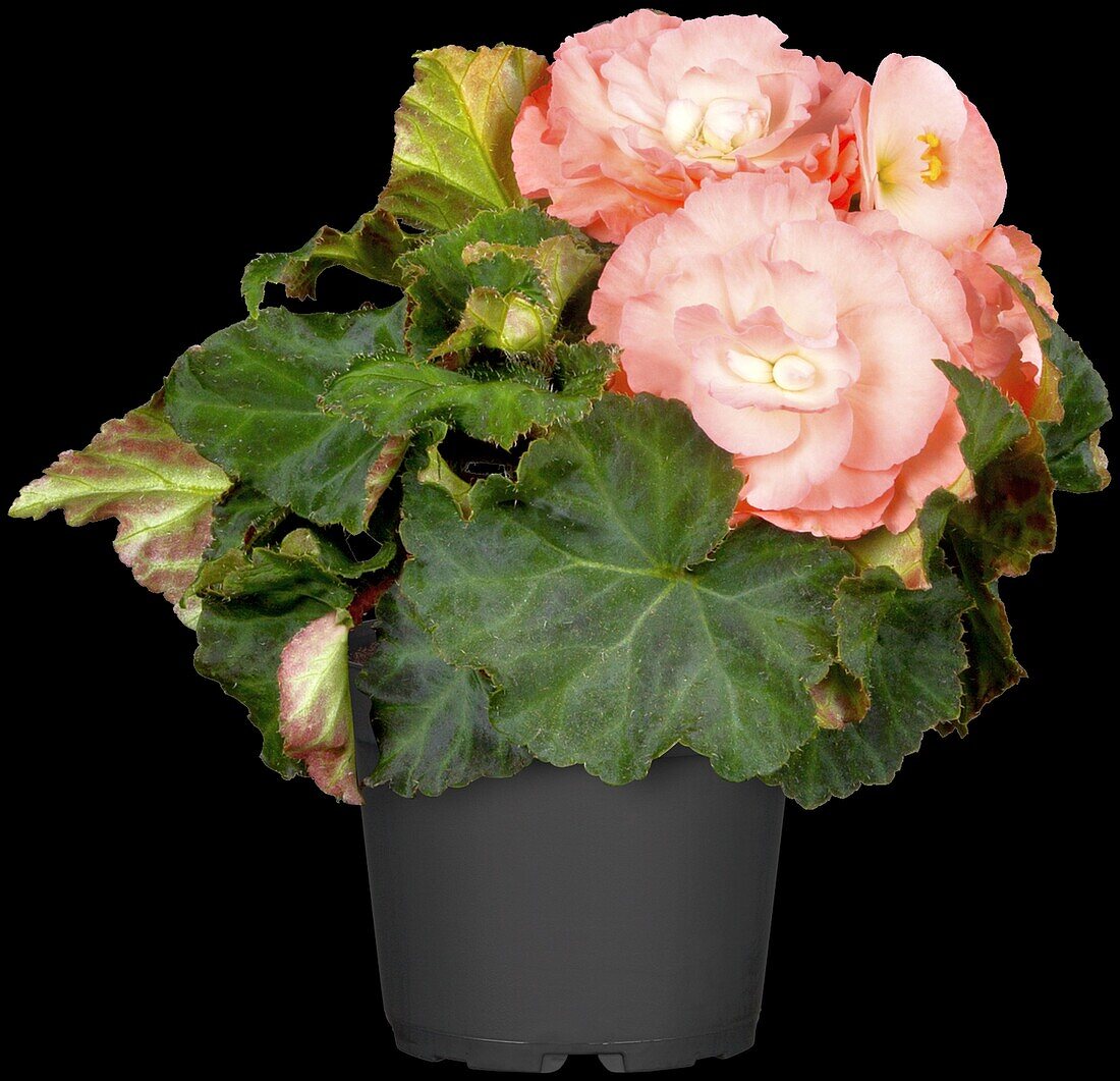 Begonia x tuberhybrida