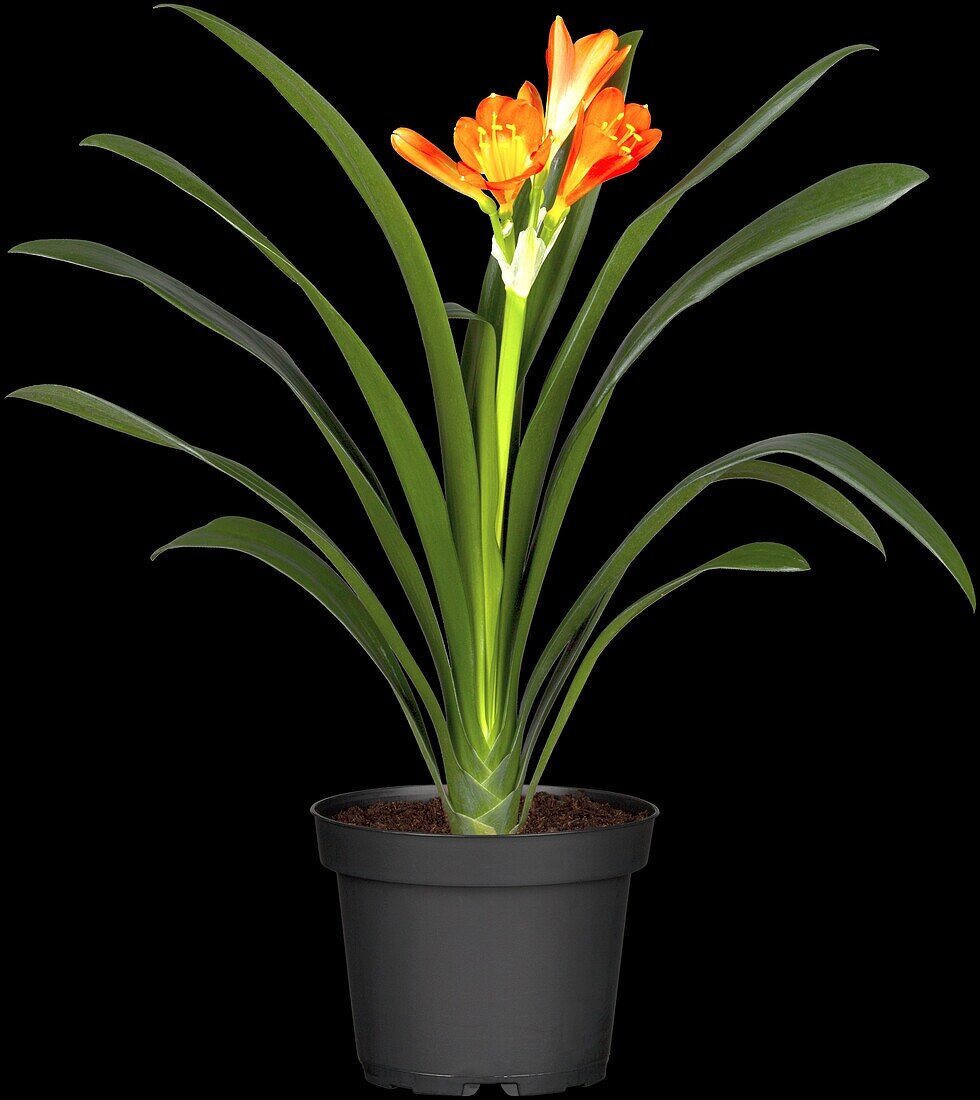 Clivia miniata