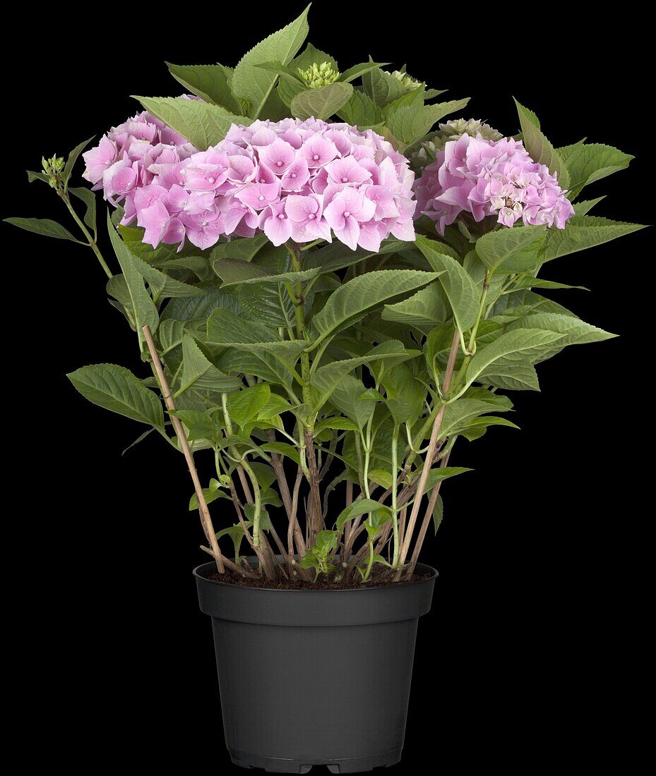 Hydrangea macrophylla, pink