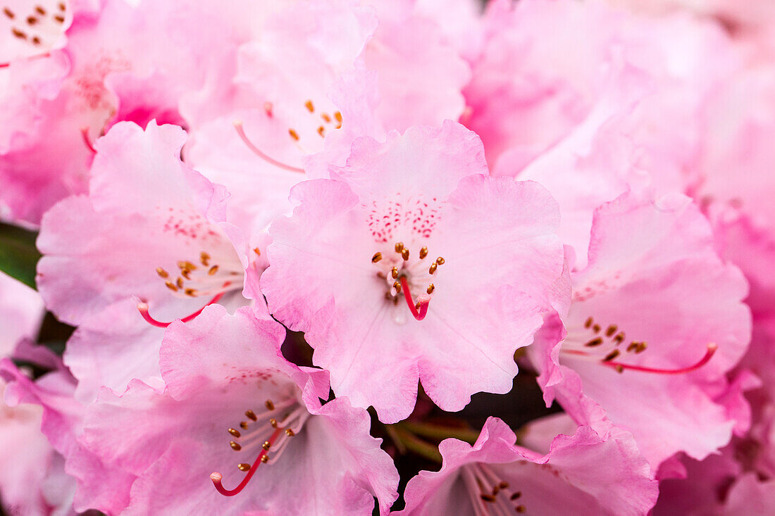 Rhododendron yakushimanum 'Frühlingsanfang'