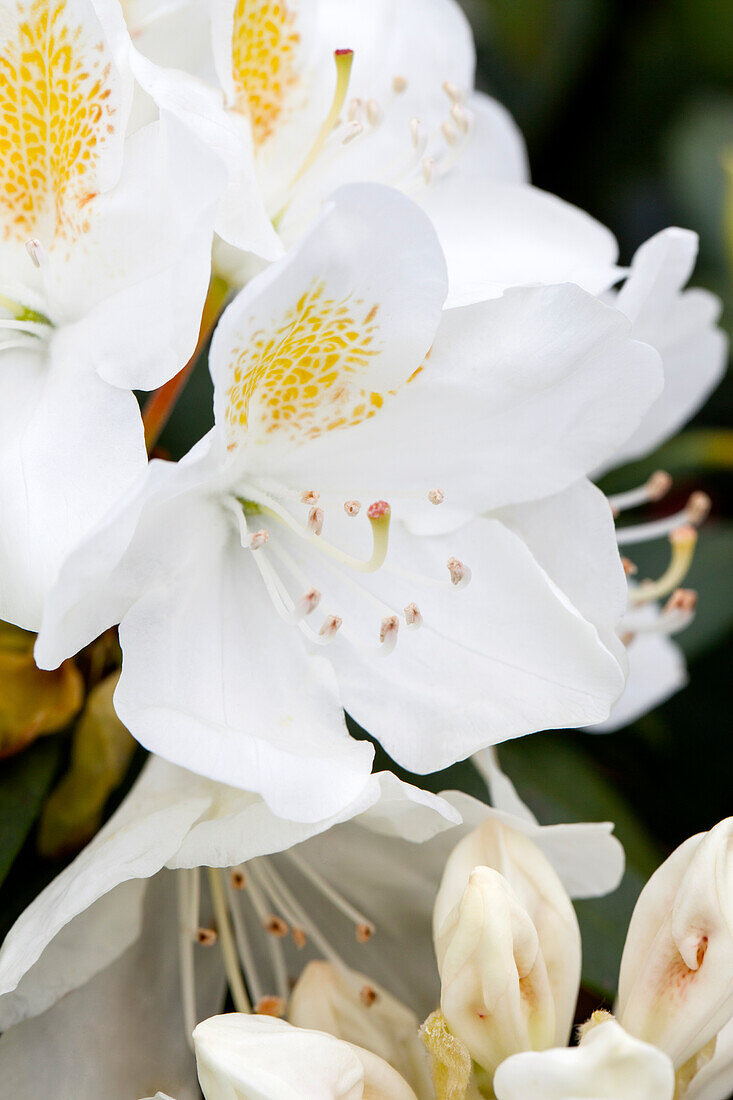 Rhododendron Album Novum