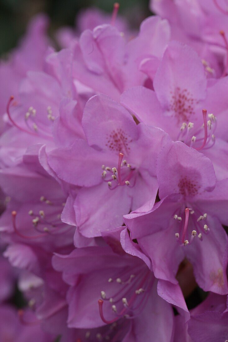 Rhododendron hybride 'Catawbiense Boursault I