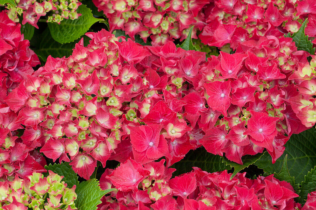 Hydrangea macrophylla 'Royal Red'