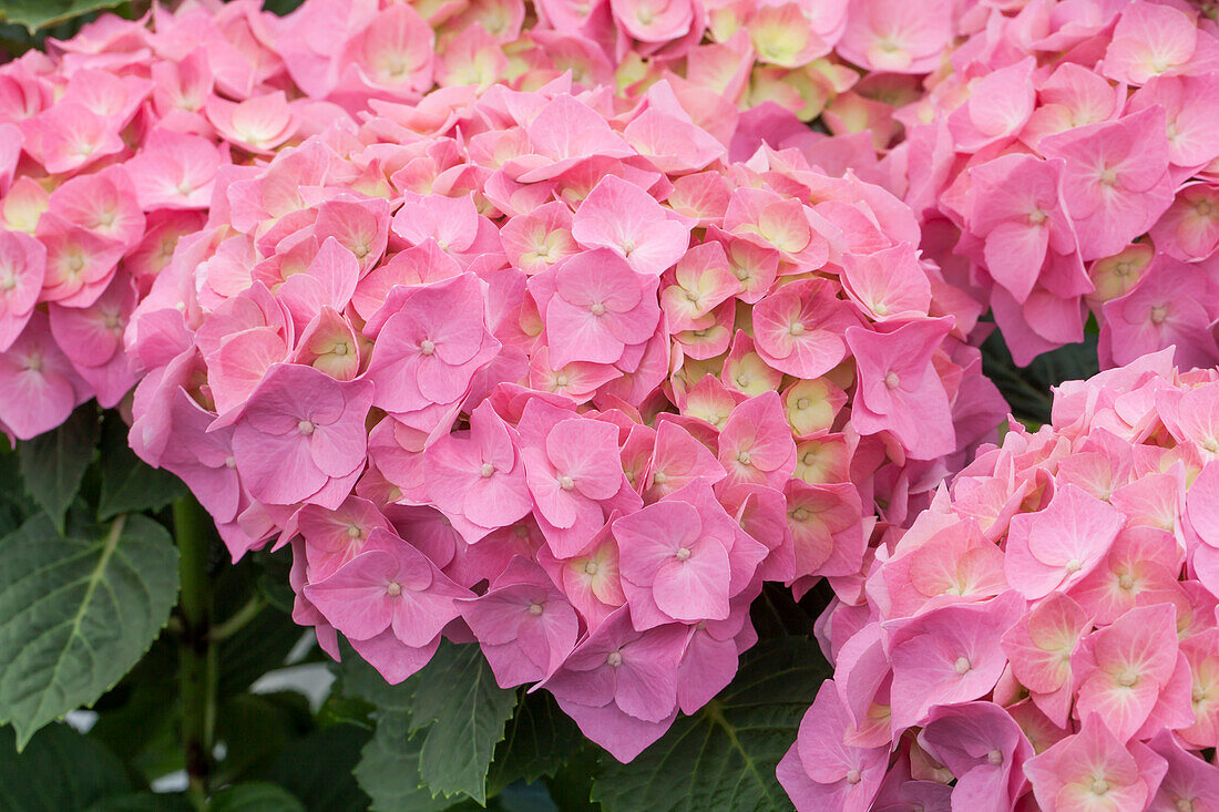 Hydrangea macrophylla 'Bela'(s), rosa