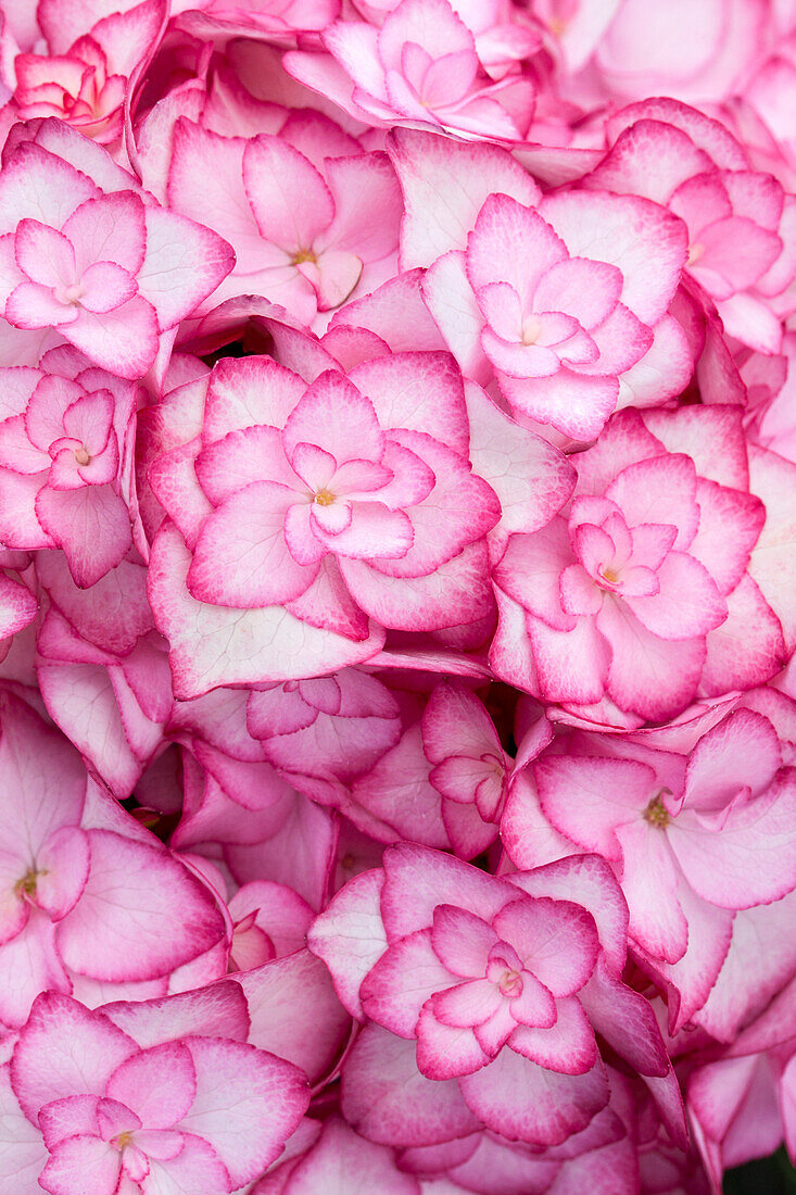 Hydrangea macrophylla 'Miss Saori'