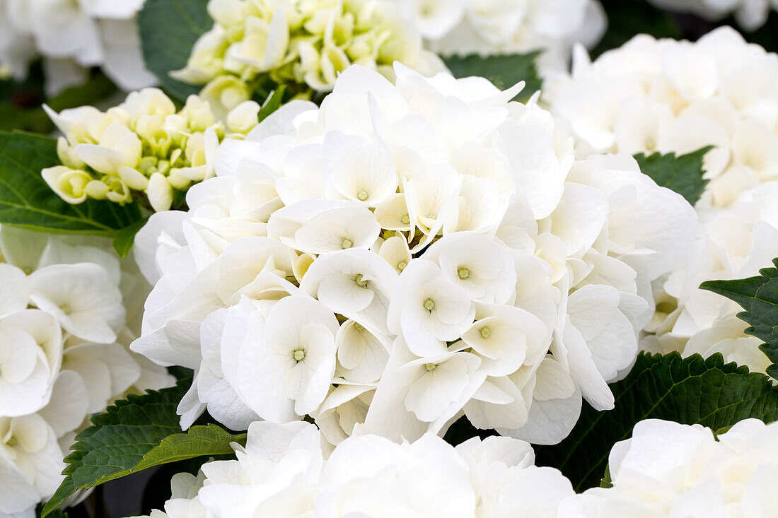 Hydrangea macrophylla 'Saxon® Kleiner Winterberg'