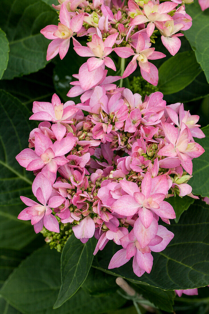 Hydrangea macrophylla You & Me 'Romance'®, rosa