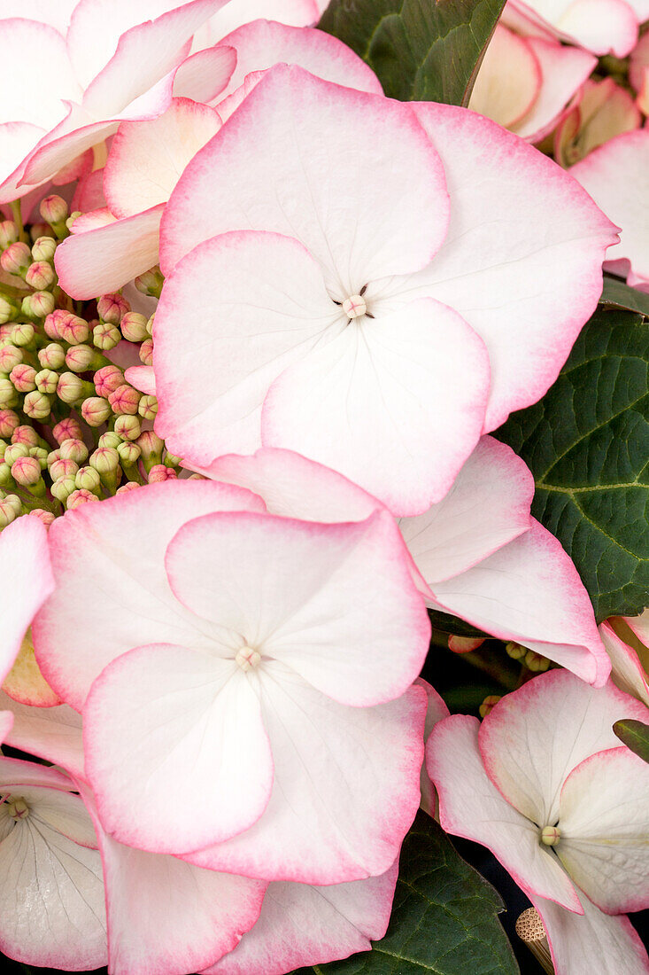 Hydrangea macrophylla 'Charme'