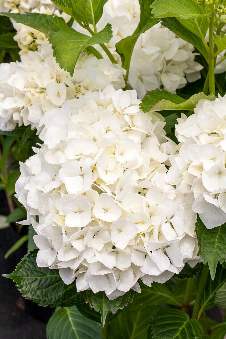 Hydrangea macrophylla 'Soeur Thérèse