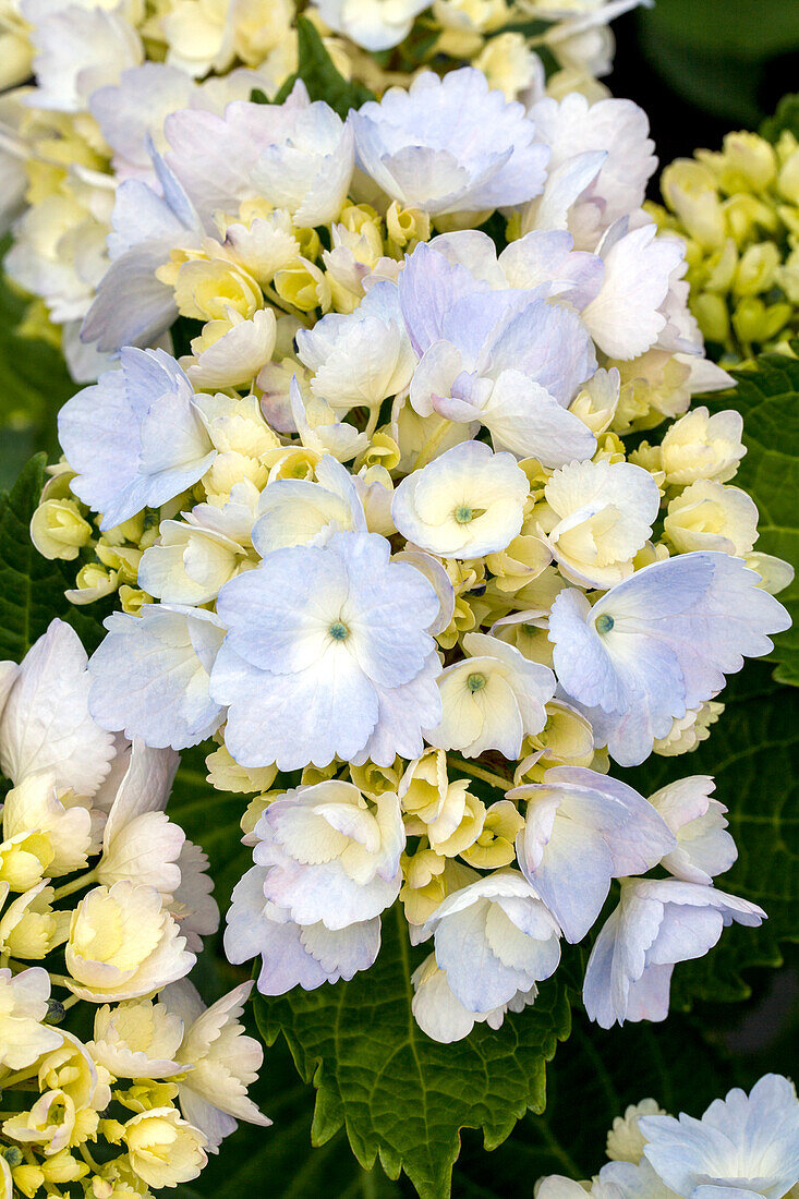 Hydrangea macrophylla 'Homigo'®