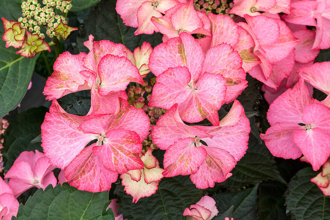 Hydrangea macrophylla 'Tiffany' ®