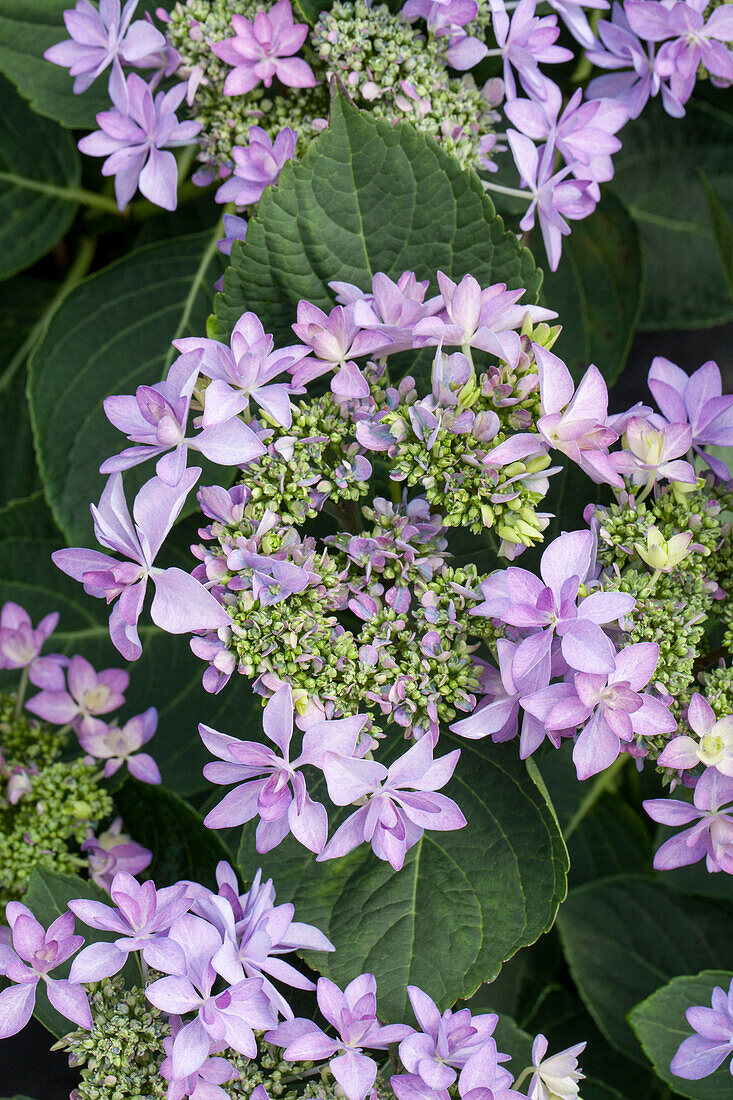 Hydrangea macrophylla You & Me 'Romance'®