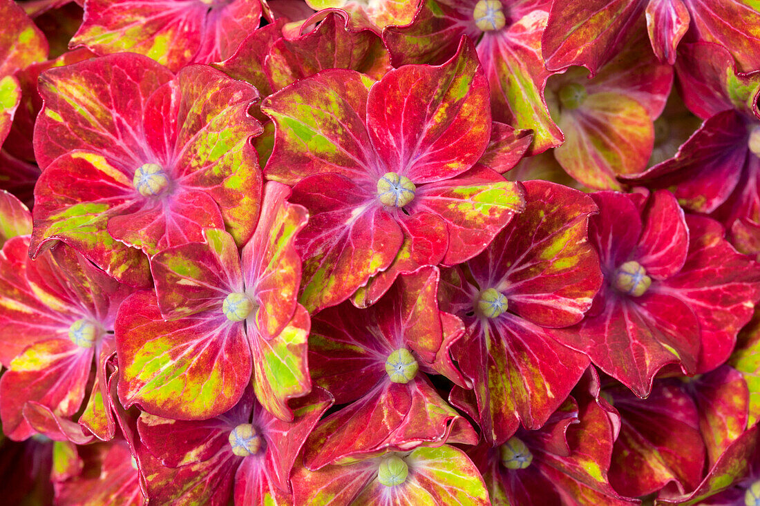 Hydrangea macrophylla 'Saxon® Schloss Wackerbarth, Horwack(s)'