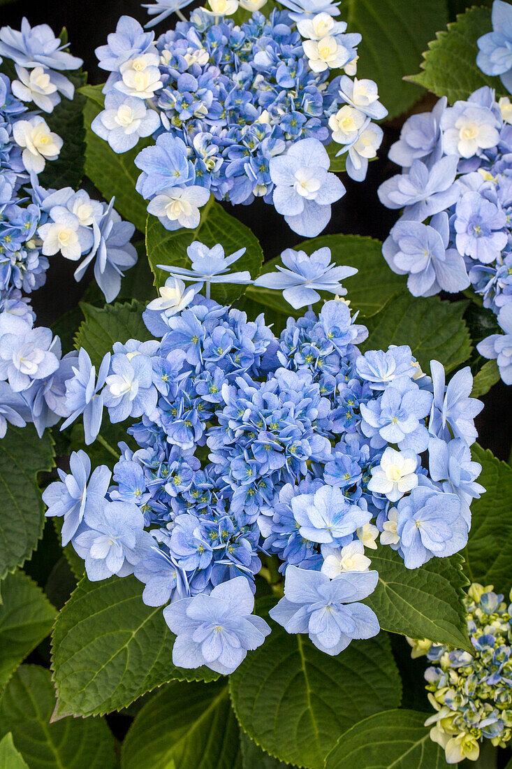 Hydrangea macrophylla You & Me 'Forever'® , blue