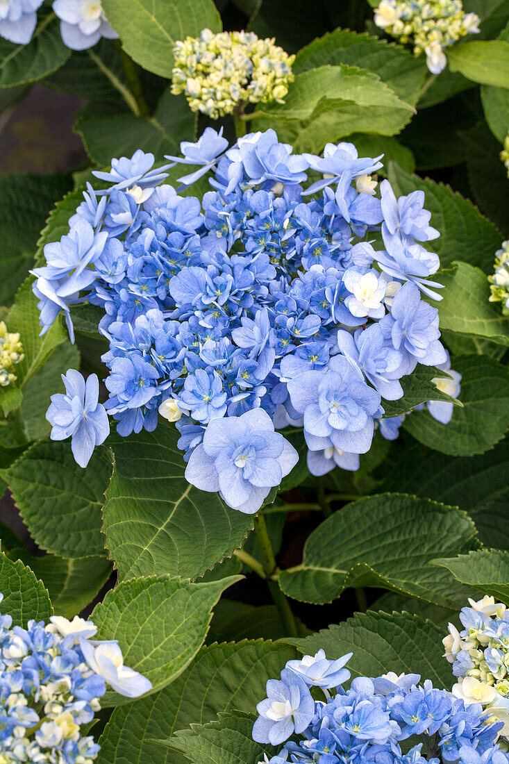 Hydrangea macrophylla You & Me 'Forever'® , blue