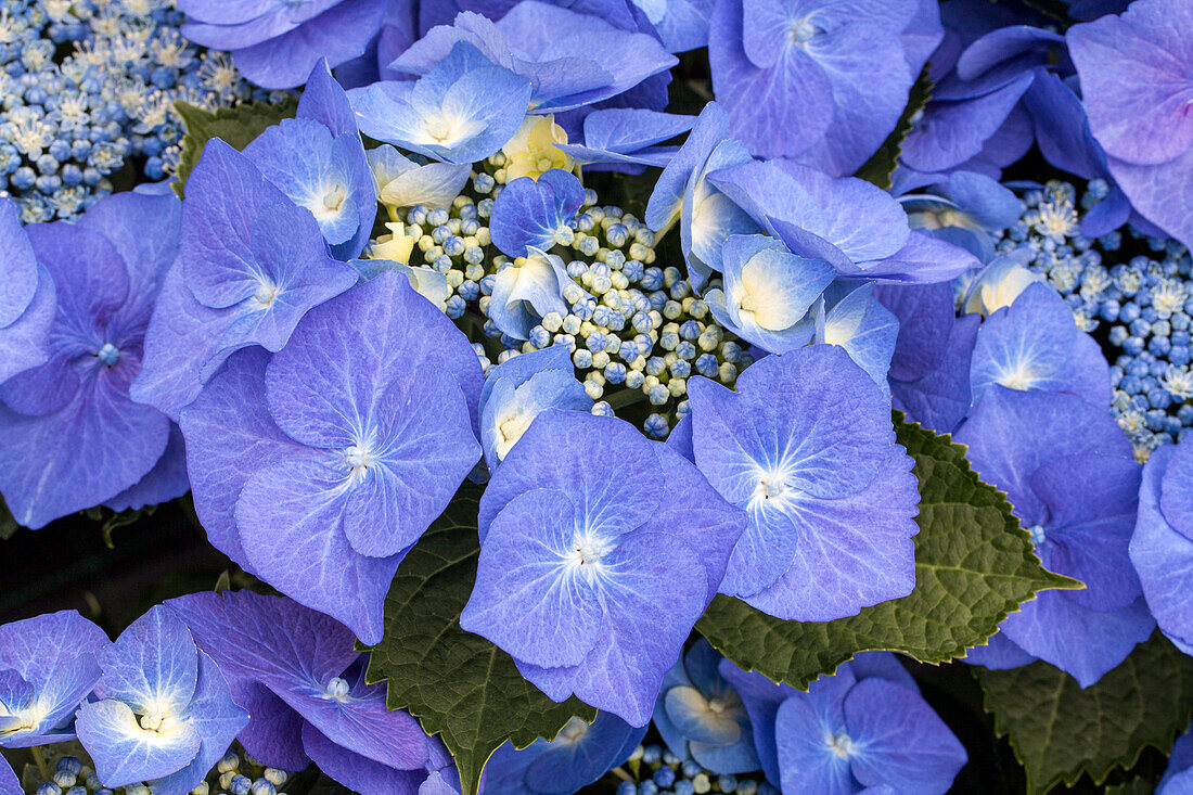 Hydrangea macrophylla 'Blaumeise'