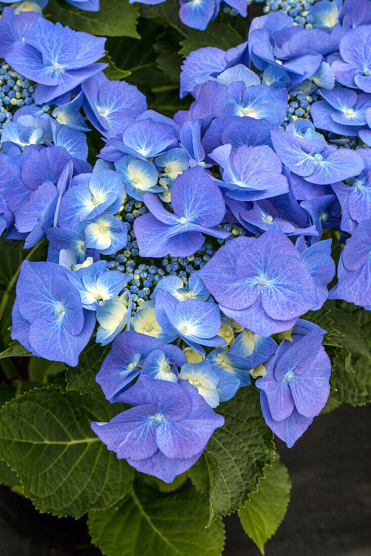 Hydrangea macrophylla 'Blaumeise'