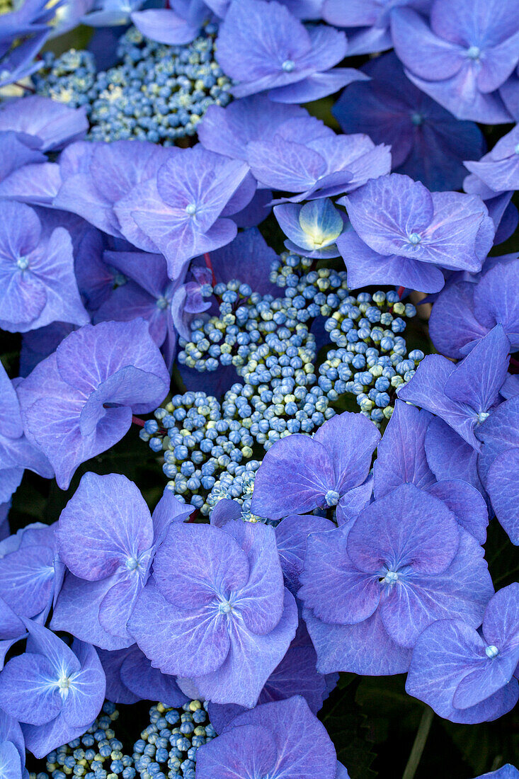 Hydrangea macrophylla 'Blaumeise' (Blue Tit)