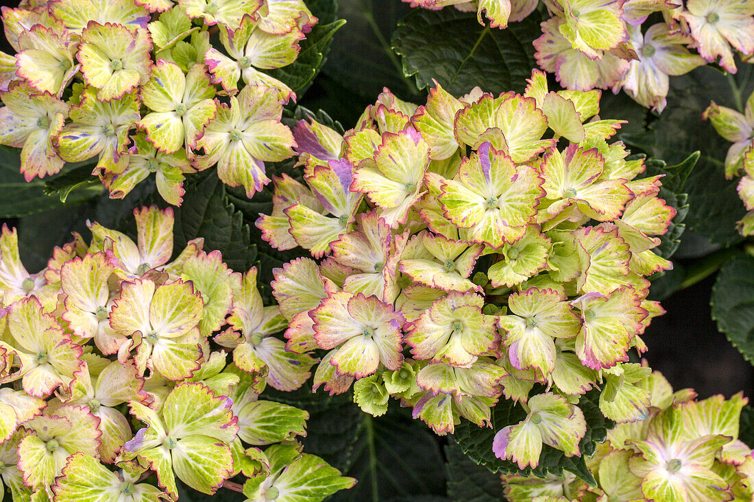 Hydrangea macrophylla 'Fantasia'®(s), blau