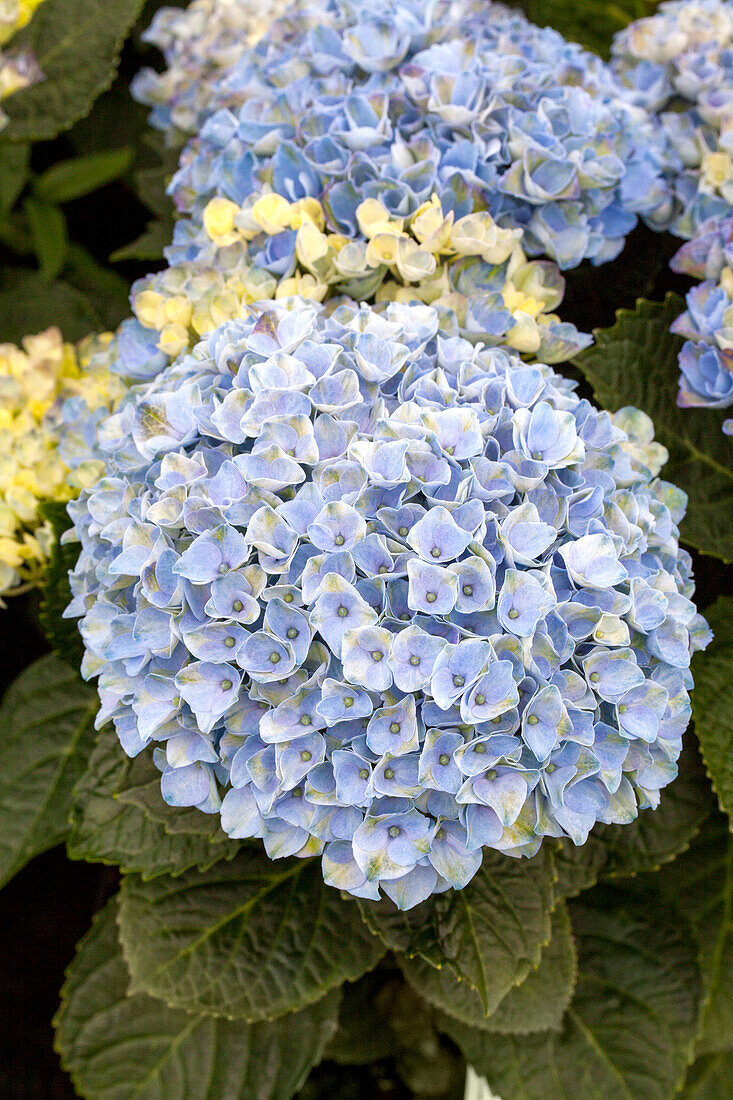 Hydrangea macrophylla 'Magical Revolution'®, blau