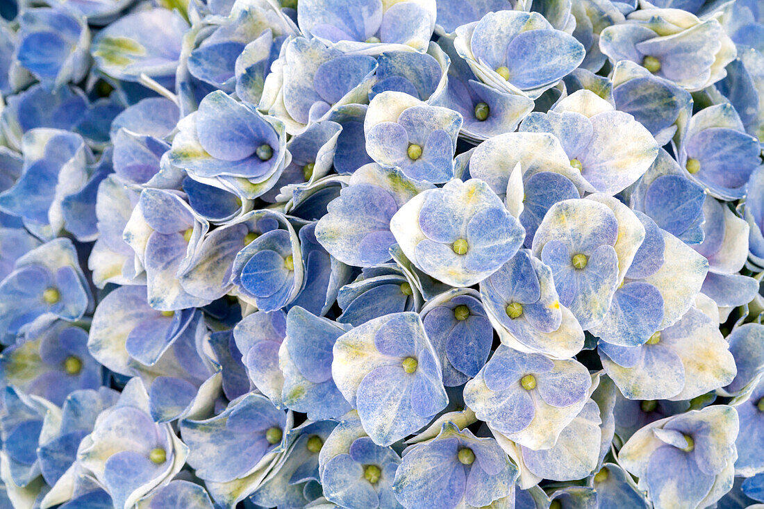 Hydrangea macrophylla 'Magical Revolution'®, blue