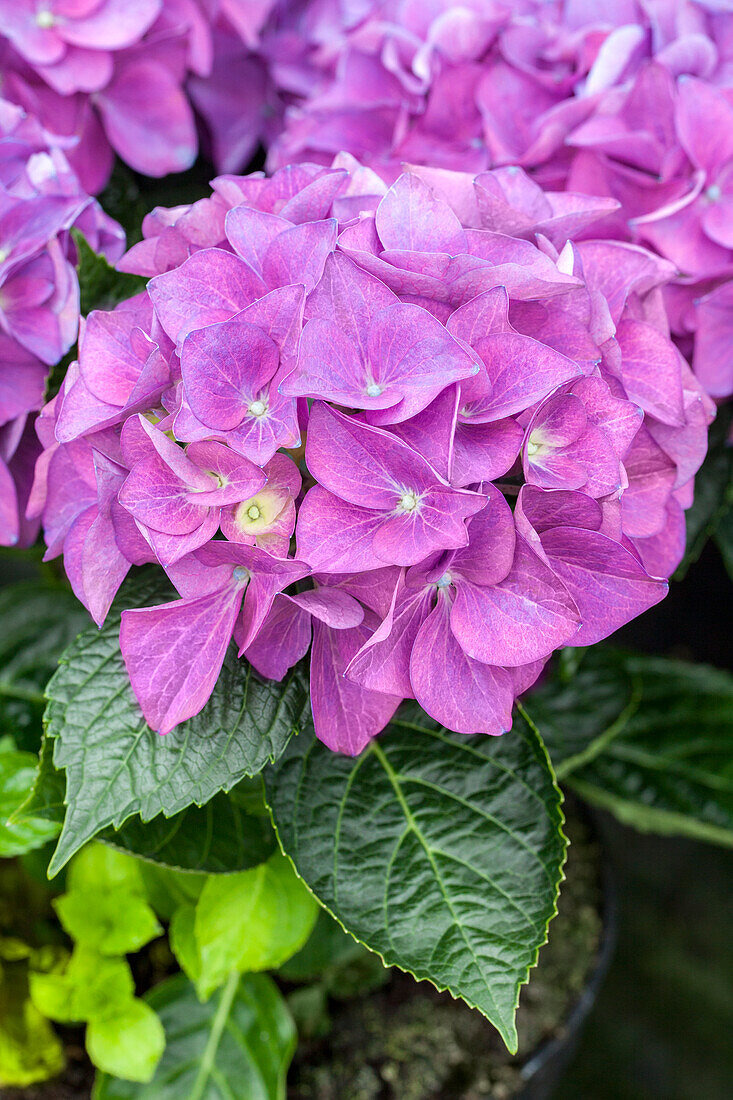 Hydrangea macrophylla 'Hobergine'®