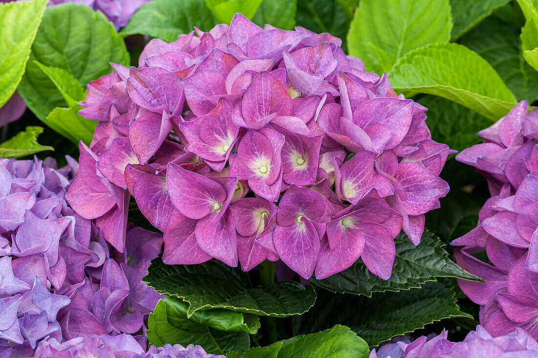 Hydrangea macrophylla 'Hobergine'®