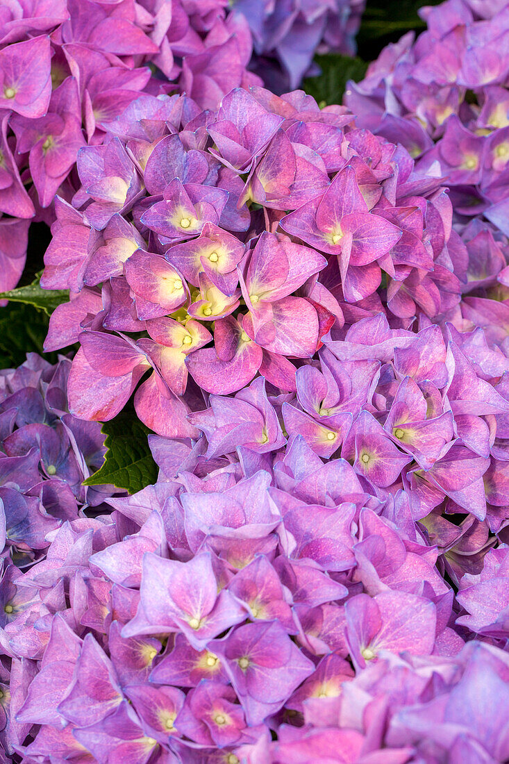 Hydrangea macrophylla 'Hobergine'®