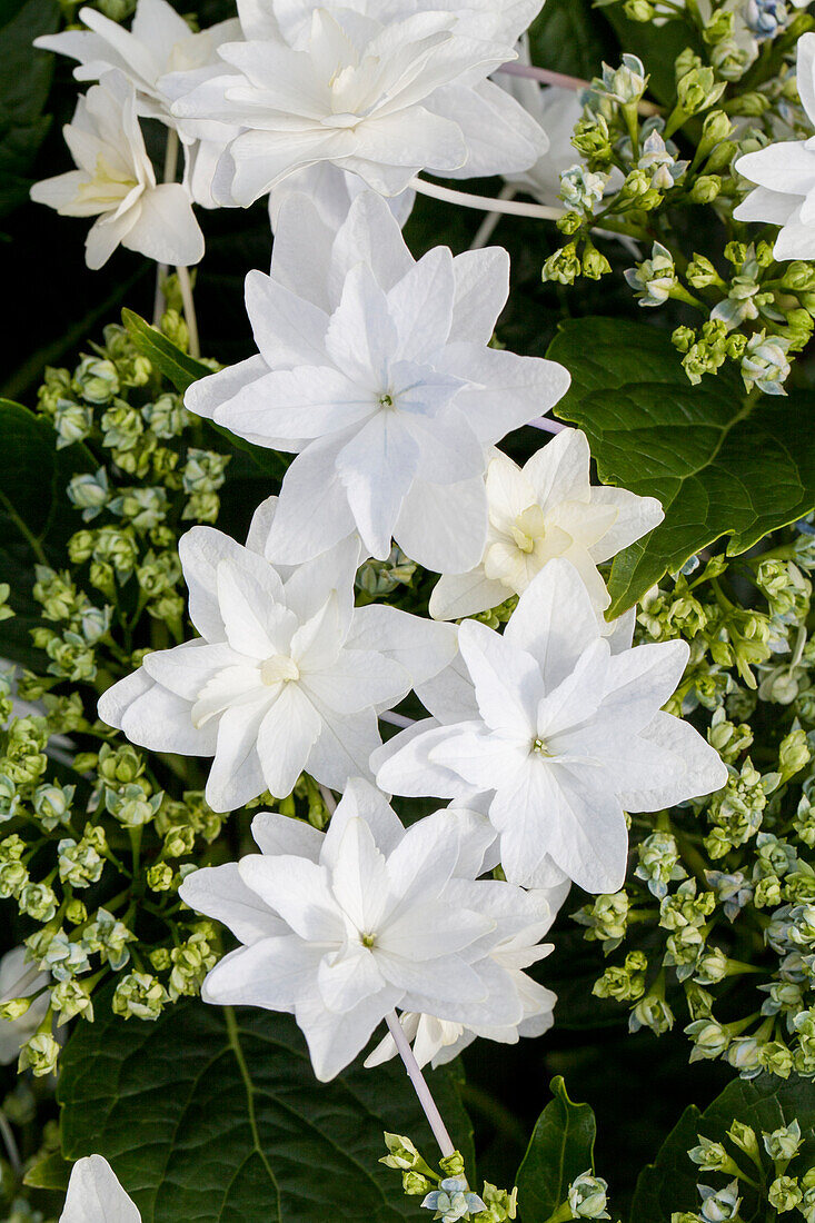 Hydrangea macrophylla 'Fireworks White'®