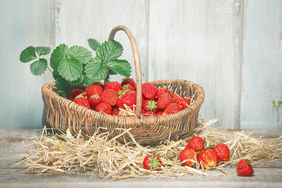 Erdbeeren im Erntekorb