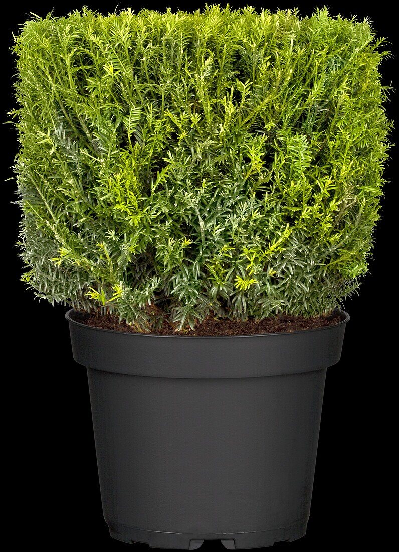Taxus baccata, cube