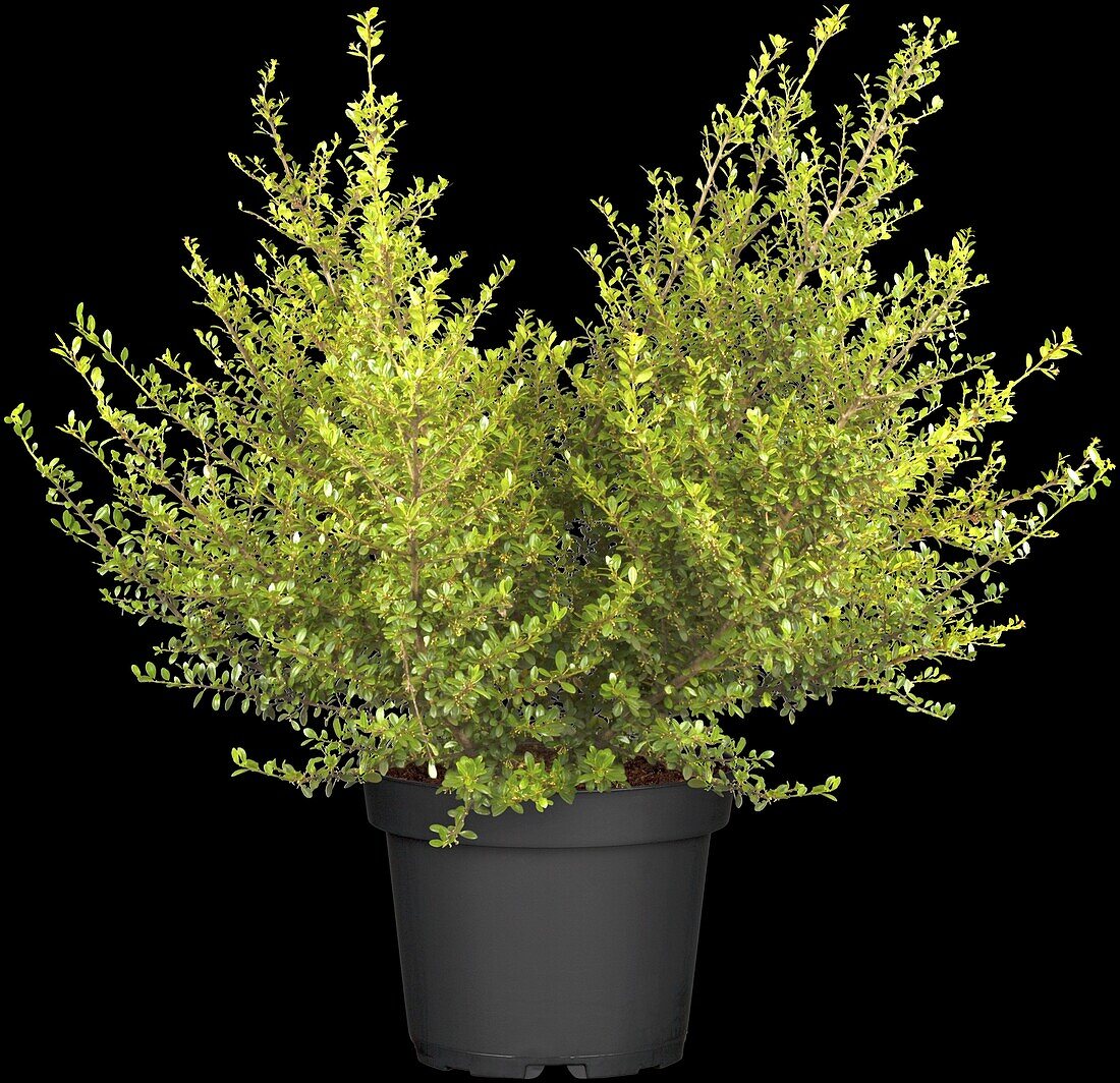 Ilex crenata 'Glorie Gem