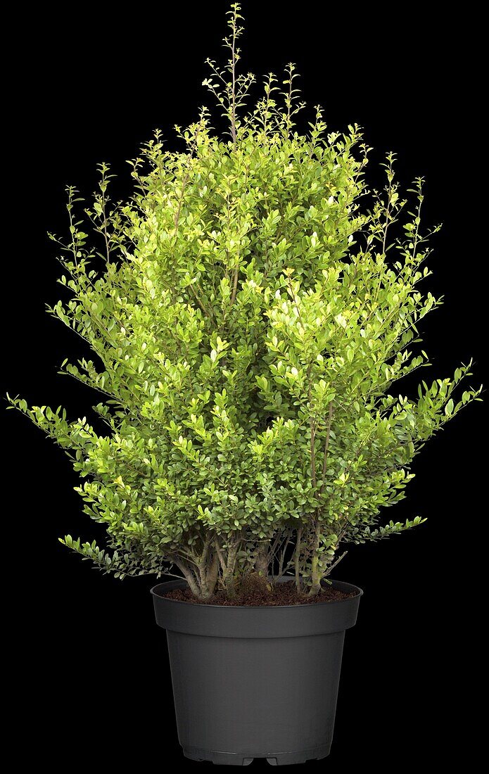 Ilex crenata 'Dark Green'®