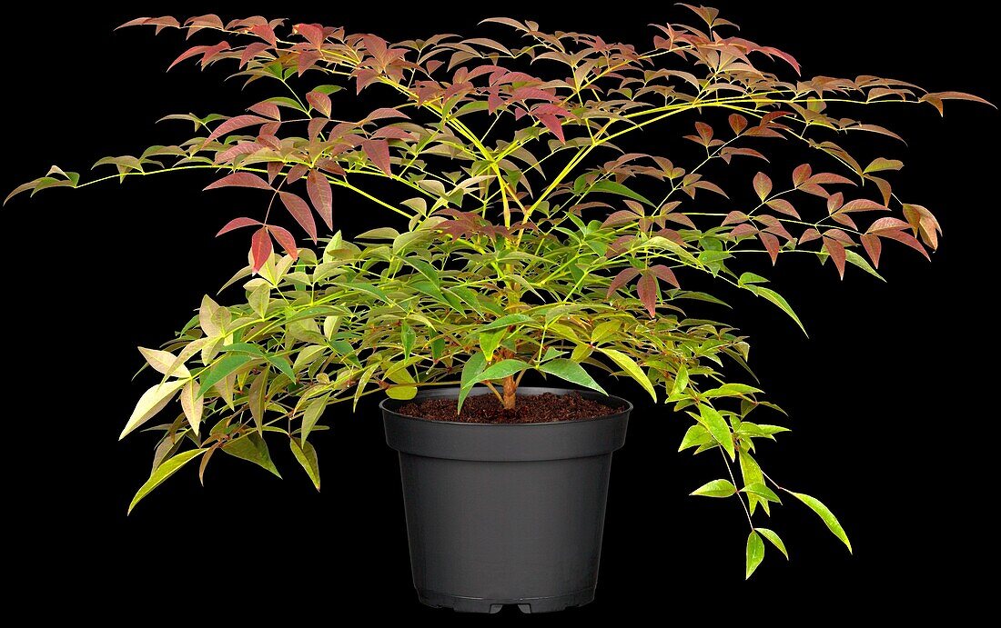 Nandina domestica 'Little Flick