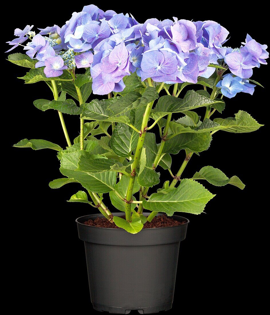 Hydrangea macrophylla 'Blaumeise'