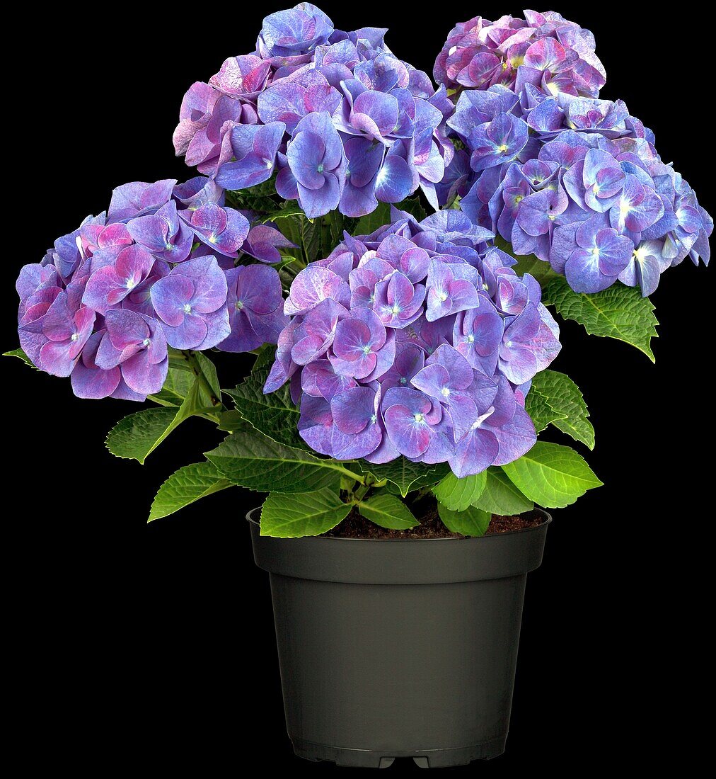 Hydrangea macrophylla 'Jip Blue'