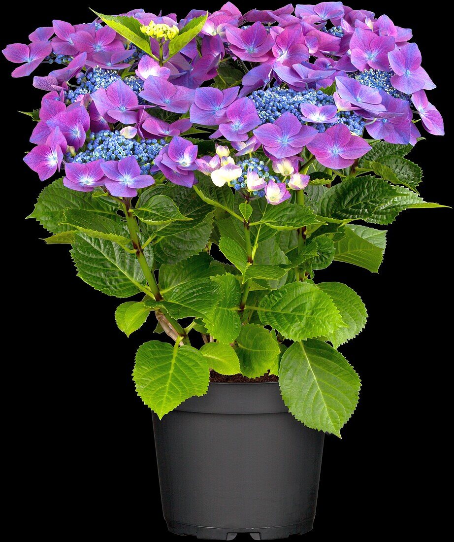 Hydrangea macrophylla 'Kardinal', violett