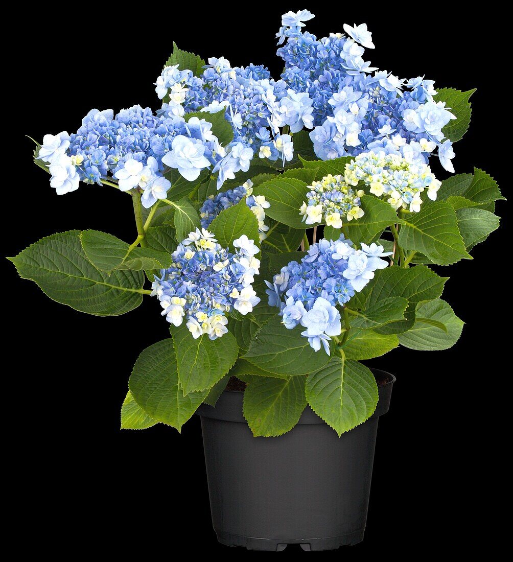 Hydrangea macrophylla You & Me 'Forever'® , blau