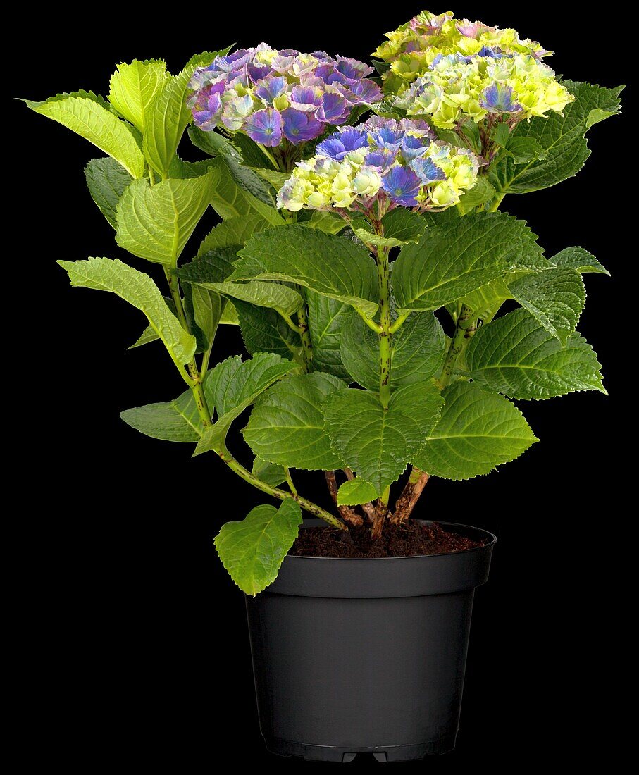 Hydrangea macrophylla 'Magical Amethyst'®