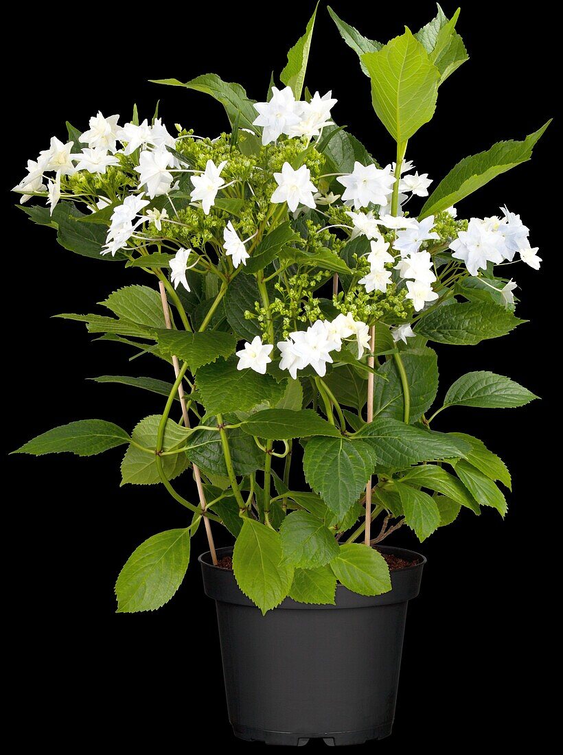 Hydrangea macrophylla 'Fireworks White'®