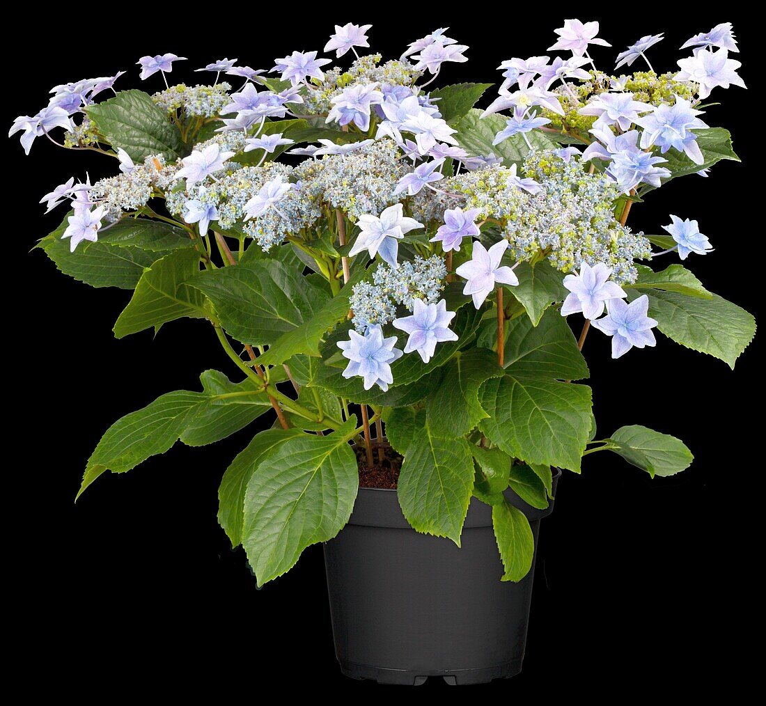 Hydrangea macrophylla 'Elleair Anniversary'®